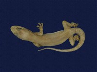 藏品(蝎虎)的圖片